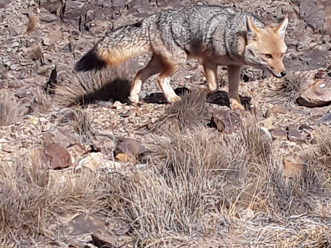 El Camino de las 365 Curvas-Las Heras必去景点