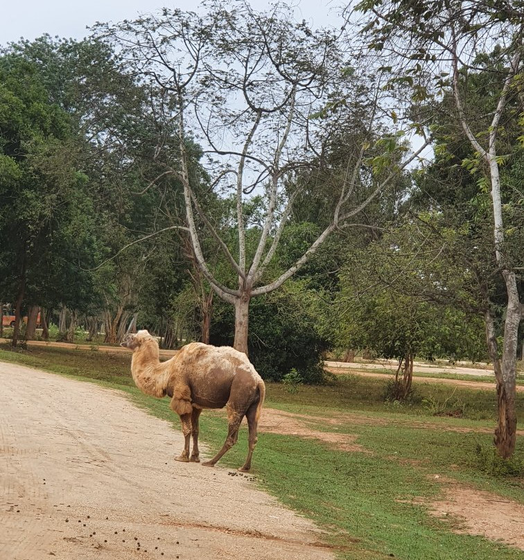 Ridiyagama Safari Park景点图片