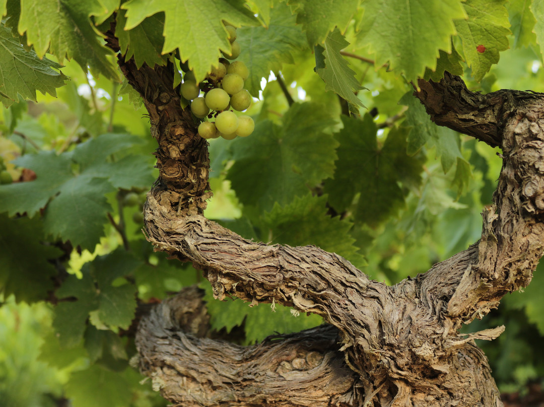 Coutsodontis Winery-Marathokampos必去景点