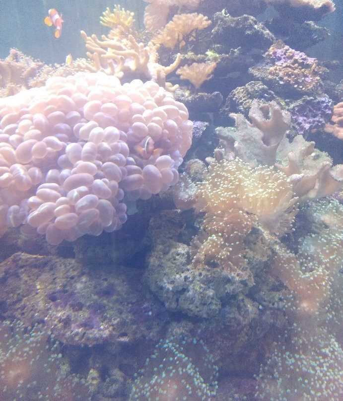 Bangsaen Institute of Marine Science, Burapha University-春武里必去景点