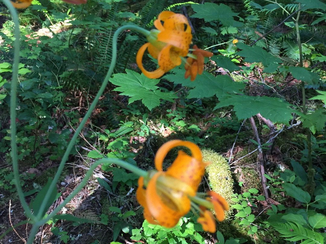 McKenzie River National Recreation Trail-尤金必去景点