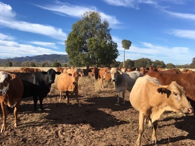 Arcadia Valley Escape主图