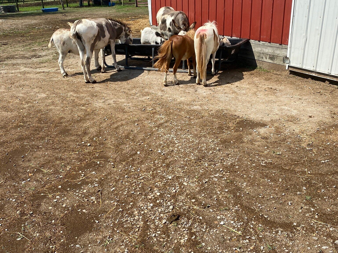 Rainbow Ranch Petting Farm景点图片