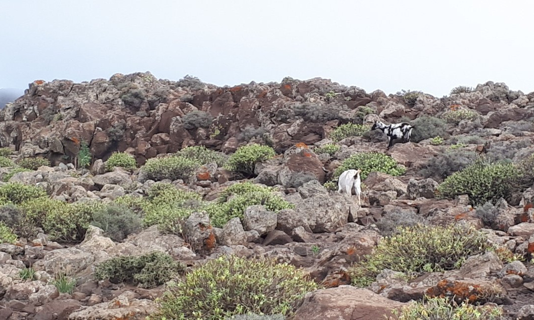 Pico de las Zarzas景点图片