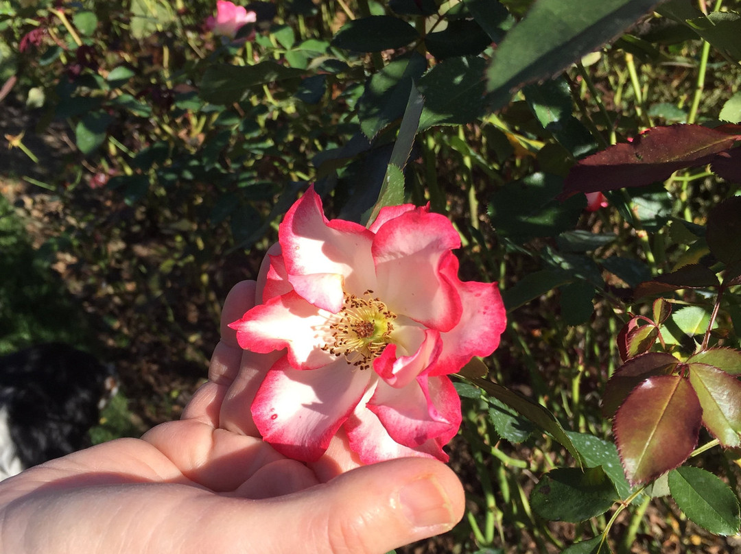 Allentown Rose Gardens景点图片