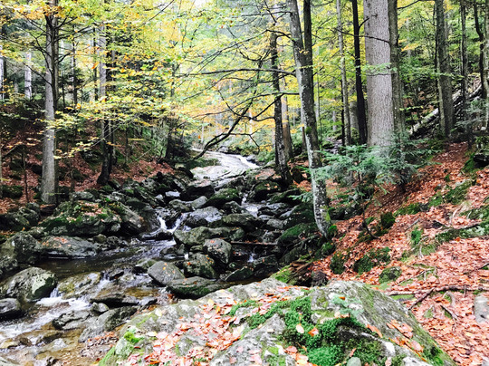 Das Arber-Hotel am Rothbach