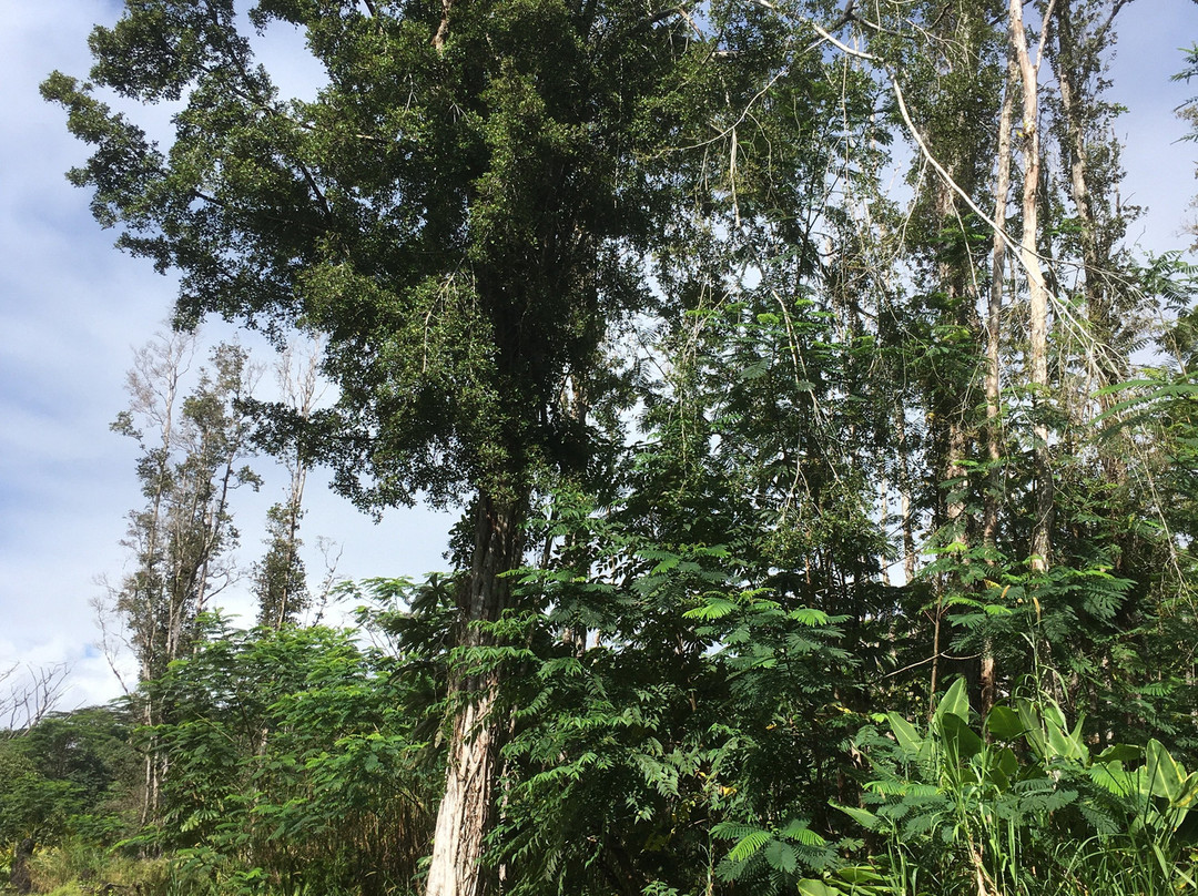 州立熔岩树公园-帕霍亚必去景点