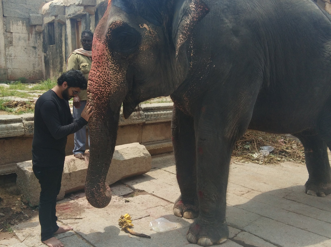 Lakshmi the Elephant景点图片