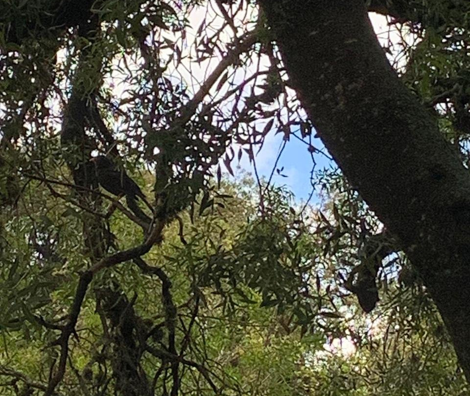 Reserva Florofaunistica de Rincon del Este-梅洛必去景点