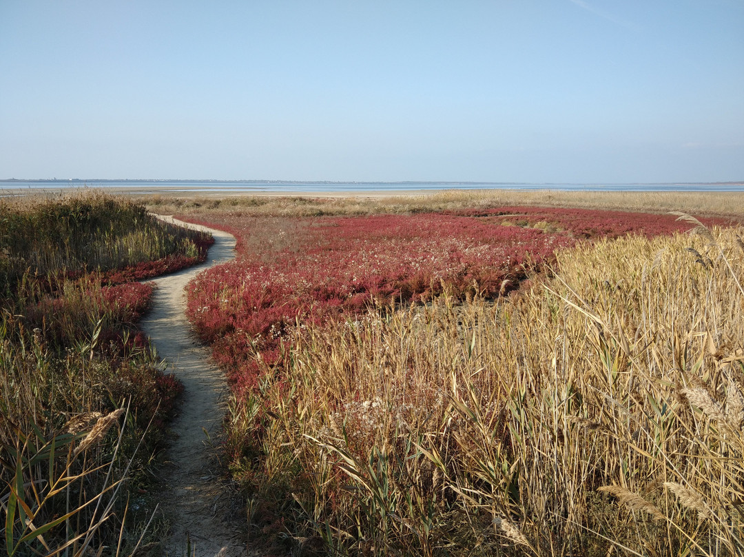 Natsional'nyy Prirodnyy Park Tuzlovskiye Limany-Tatarbunary必去景点