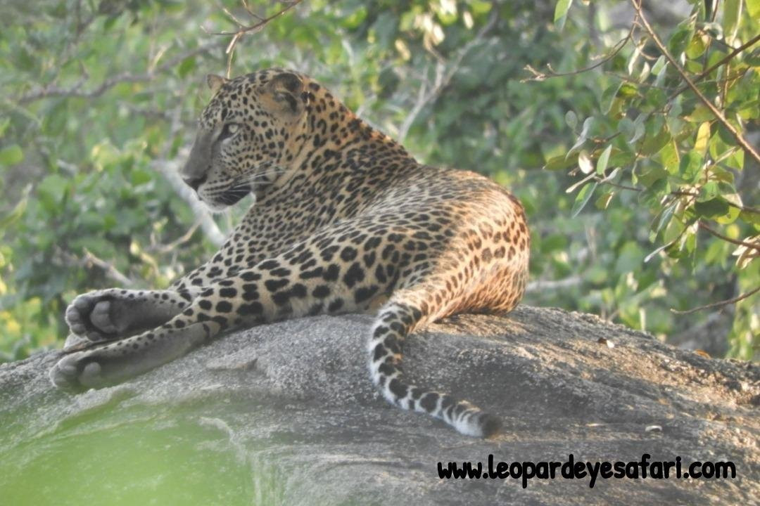 Yala Leopard Eye Safari-Palatupana必去景点