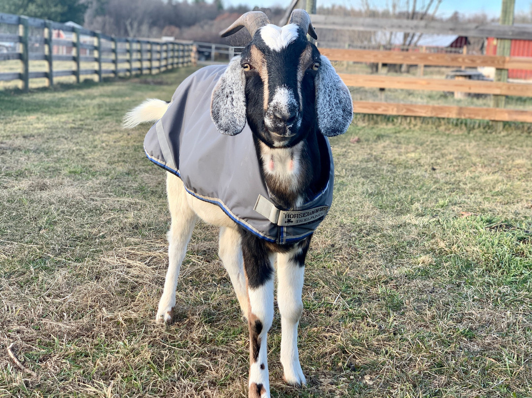 Woodstock Farm Sanctuary景点图片