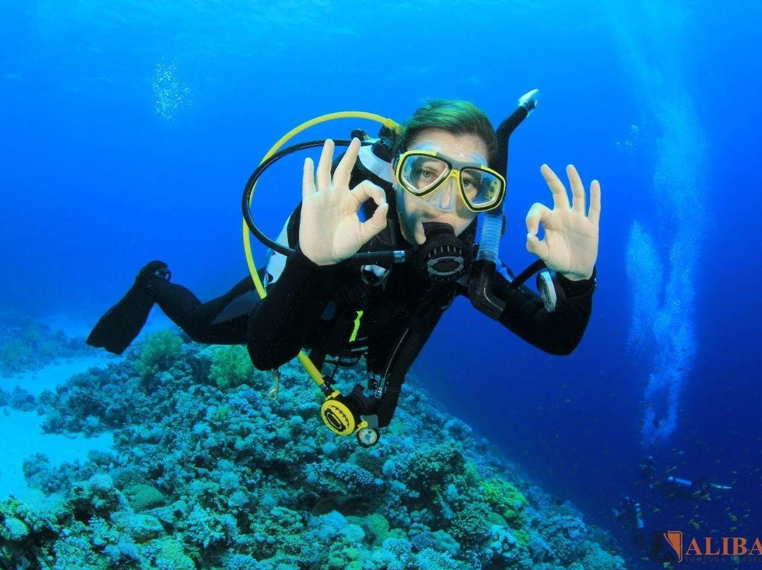 Alibaba Tortuga Travel Agency景点图片