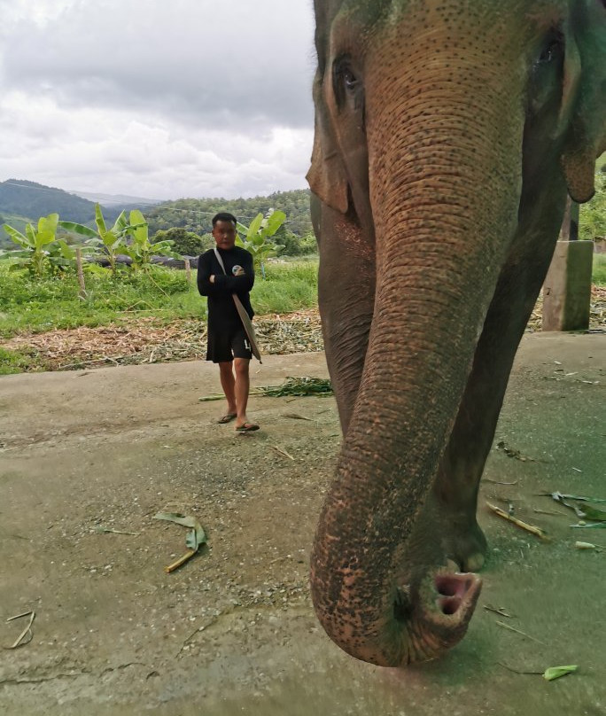 Maeklang Elephant Conservation Community景点图片