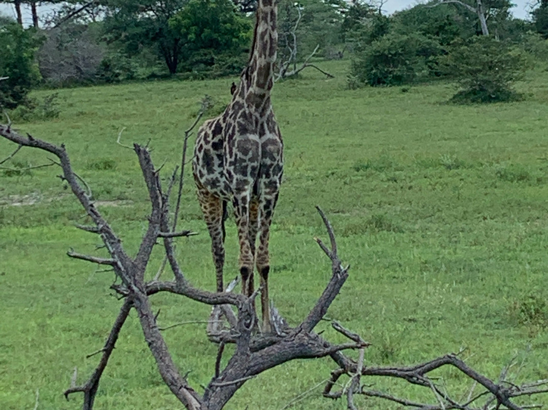 Wildness Safari  Tanzania-Dar es Salaam必去景点