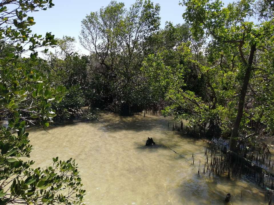 Mangrove Nursery景点图片
