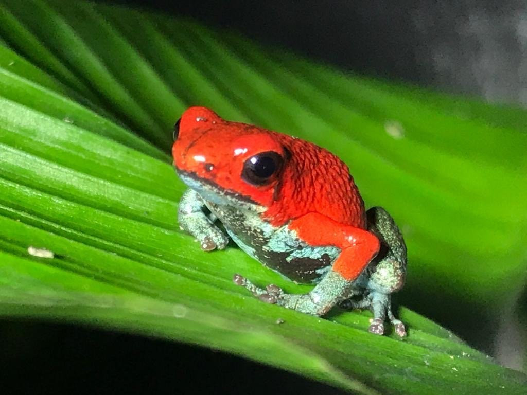 Hotel Cipreses Monteverde主图