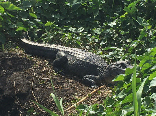 Loxahatchee Everglades Airboat Tours-Parkland必去景点