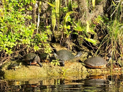 CGT Kayaks-博尼塔斯普林斯必去景点
