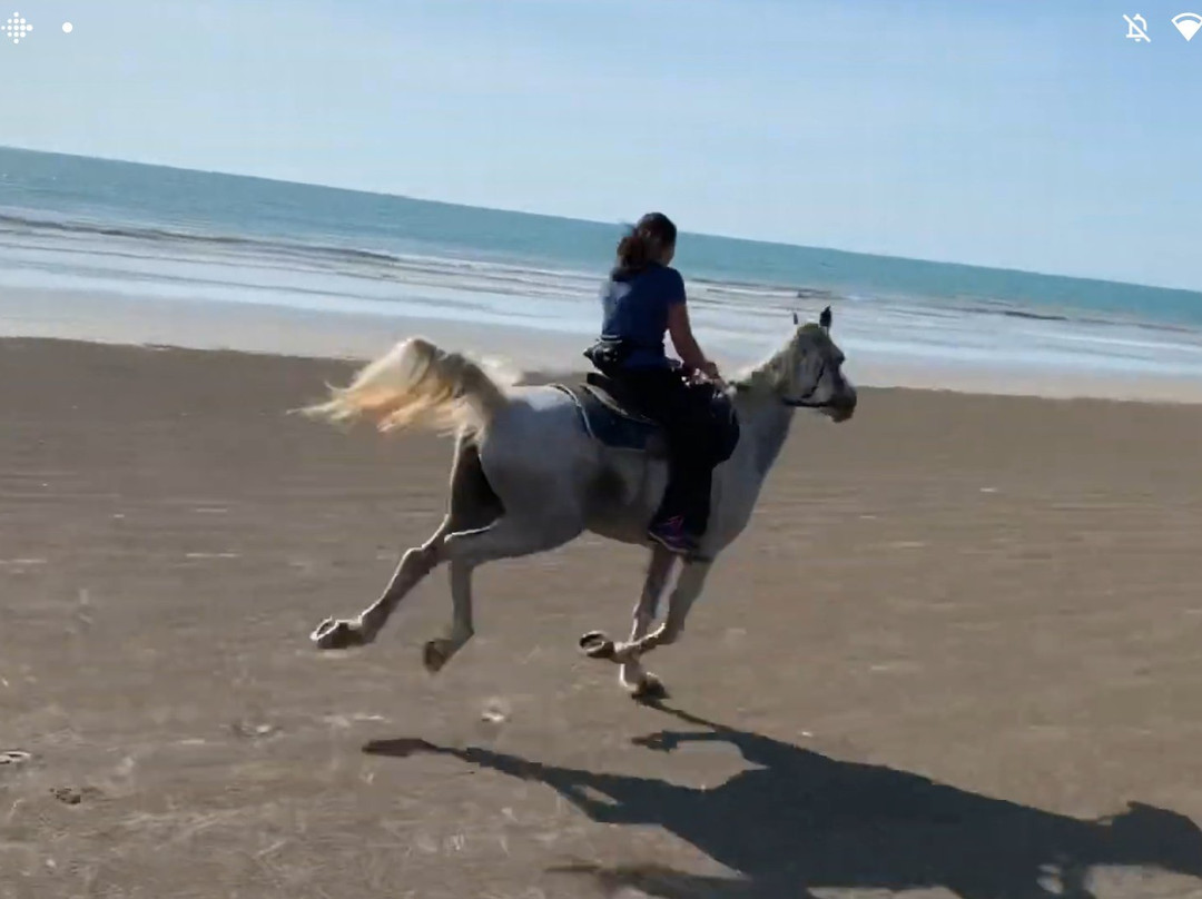 South Arabian Horse Club-拉克山必去景点