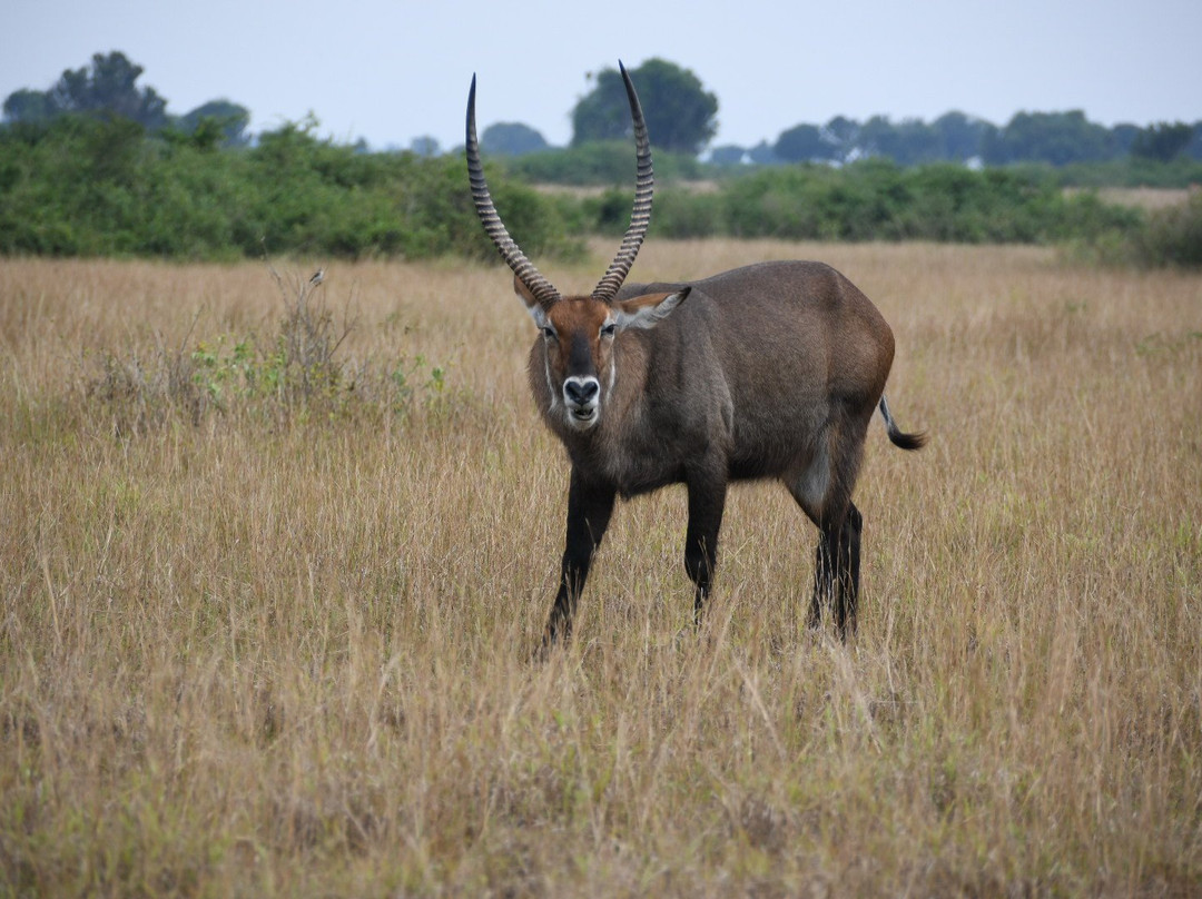 Kyambura Game Reserve (Kyambura Gorge)-伊丽莎白女王国家公园必去景点