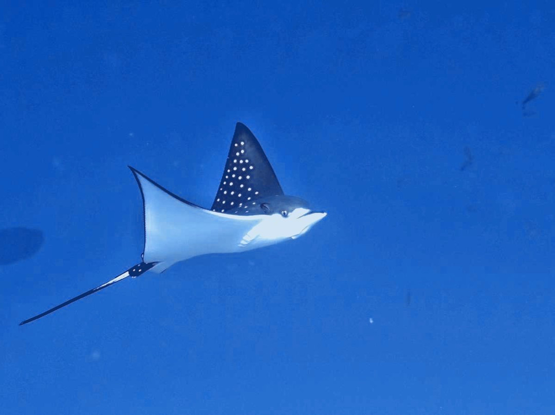 DiveOceanus-欢乐岛必去景点