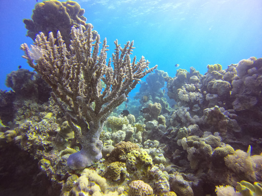 Saudi Diving Center-Yanbu必去景点