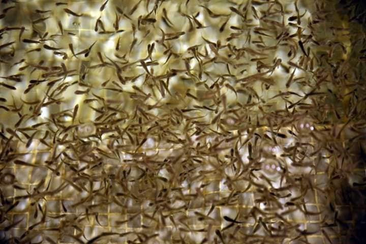 Sultan Ahmad Turkish Hammam-安曼必去景点