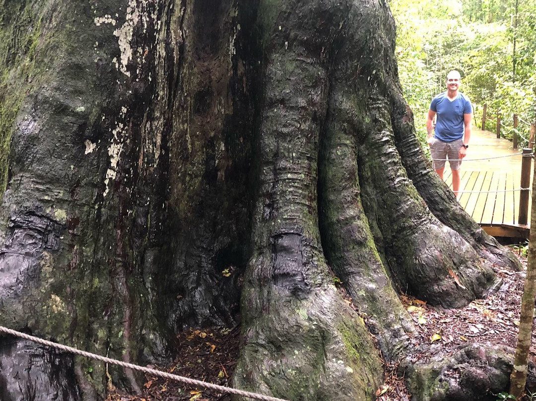 Tsitsikamma Forest’s Big Tree景点图片