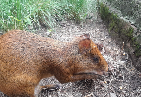 Tatu Carreta Zoologico-Casa Grande必去景点