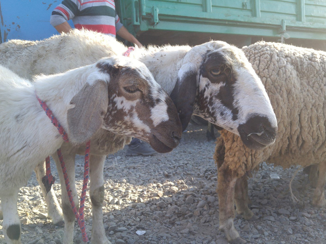 Karakol Cattle Market-Karakol必去景点