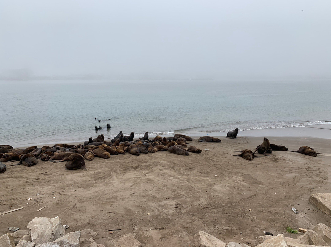 Reserva de Lobos Marinos-马德普拉塔必去景点