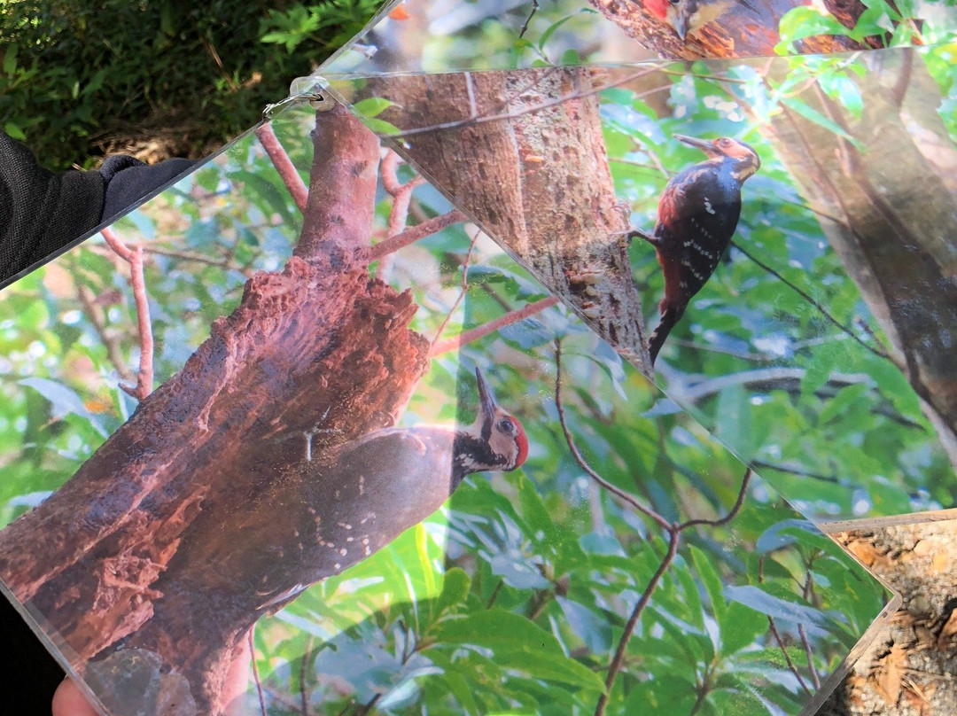 Amami Nature Observation Forest景点图片