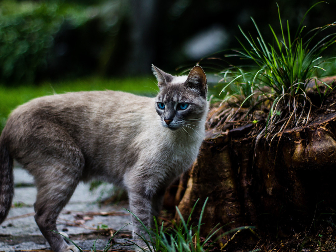 Auberge Suisse主图