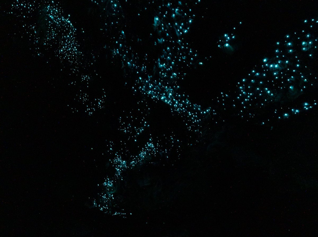 Waipu Caves Track景点图片