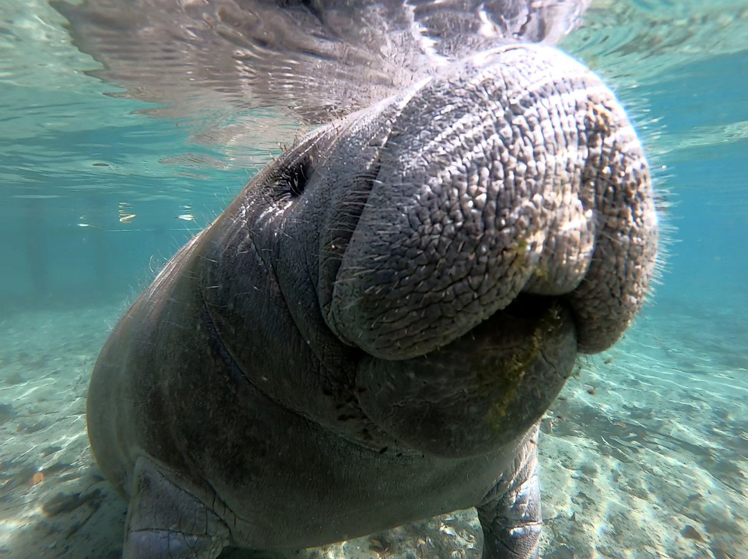 Manatee Adventures-克里斯特尔里弗必去景点