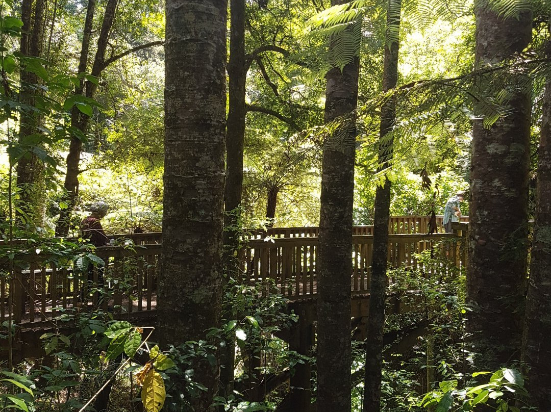 Parry Kauri Park-瓦卡沃夫必去景点