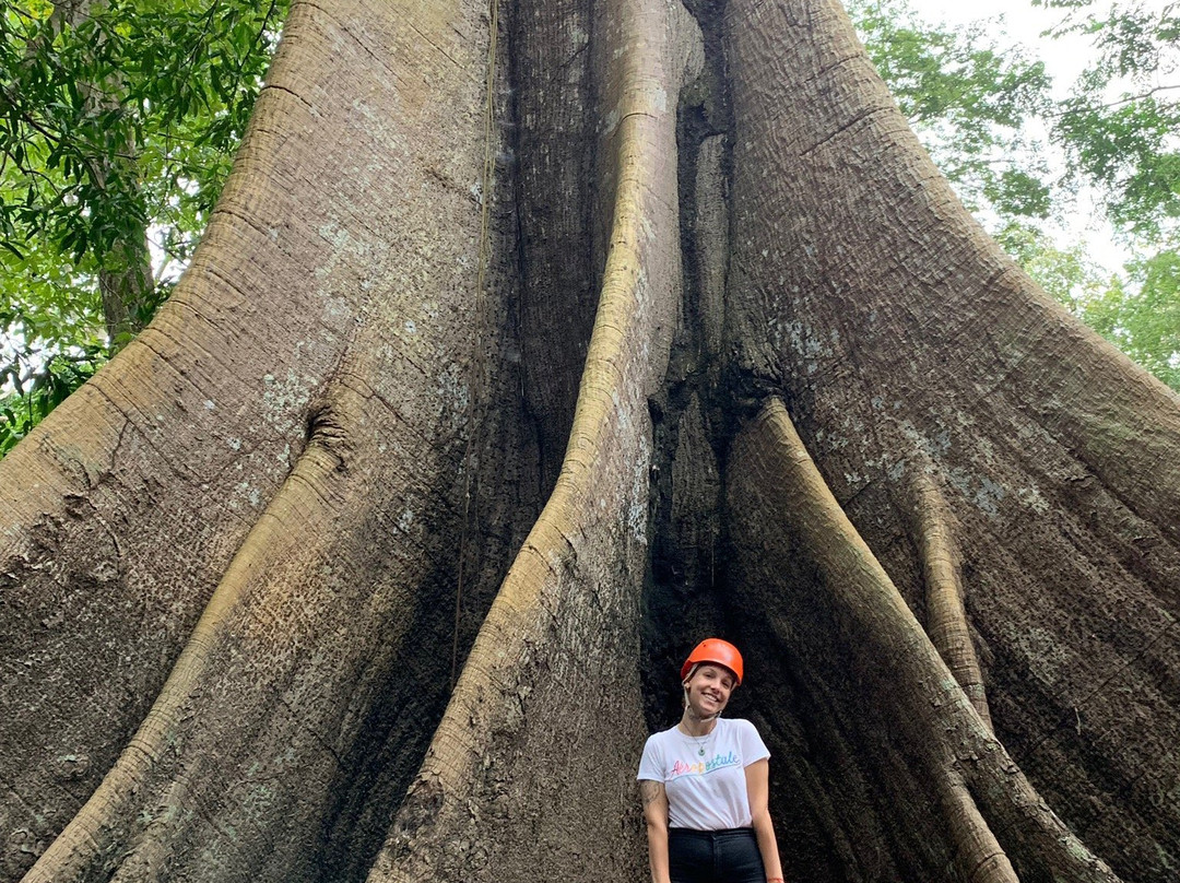 Amazon Tree Climbing景点图片