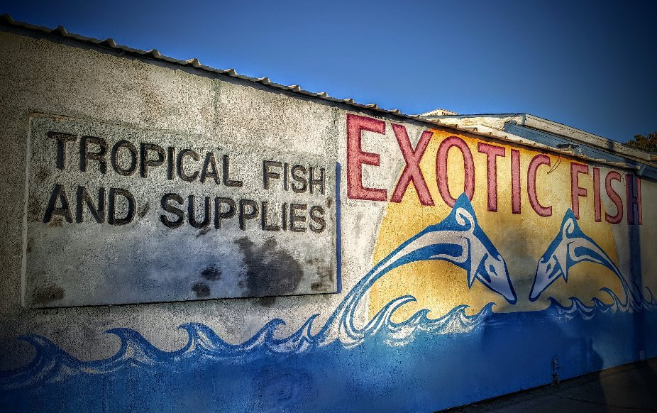 Shillington Aquarium-Calimesa必去景点