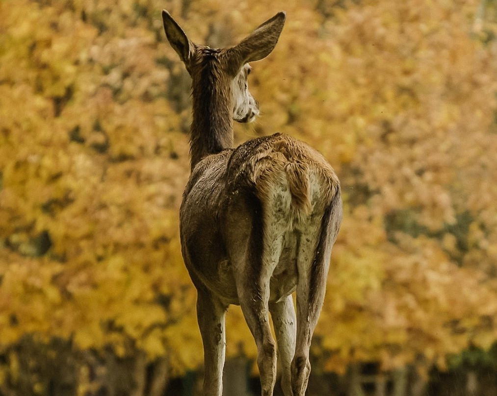 La Camosciara景点图片