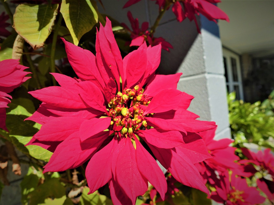 ASURE Colonial Lodge Motel主图