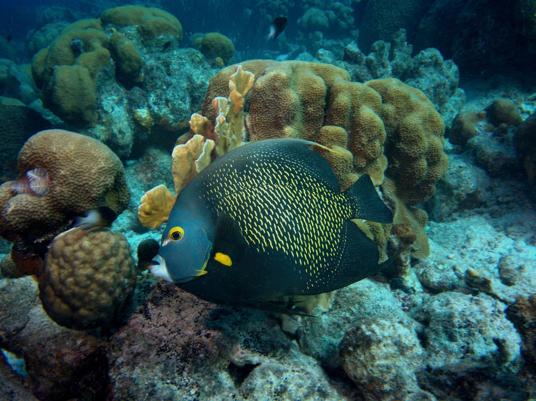Buddy Dive Water Sports-Kralendijk必去景点