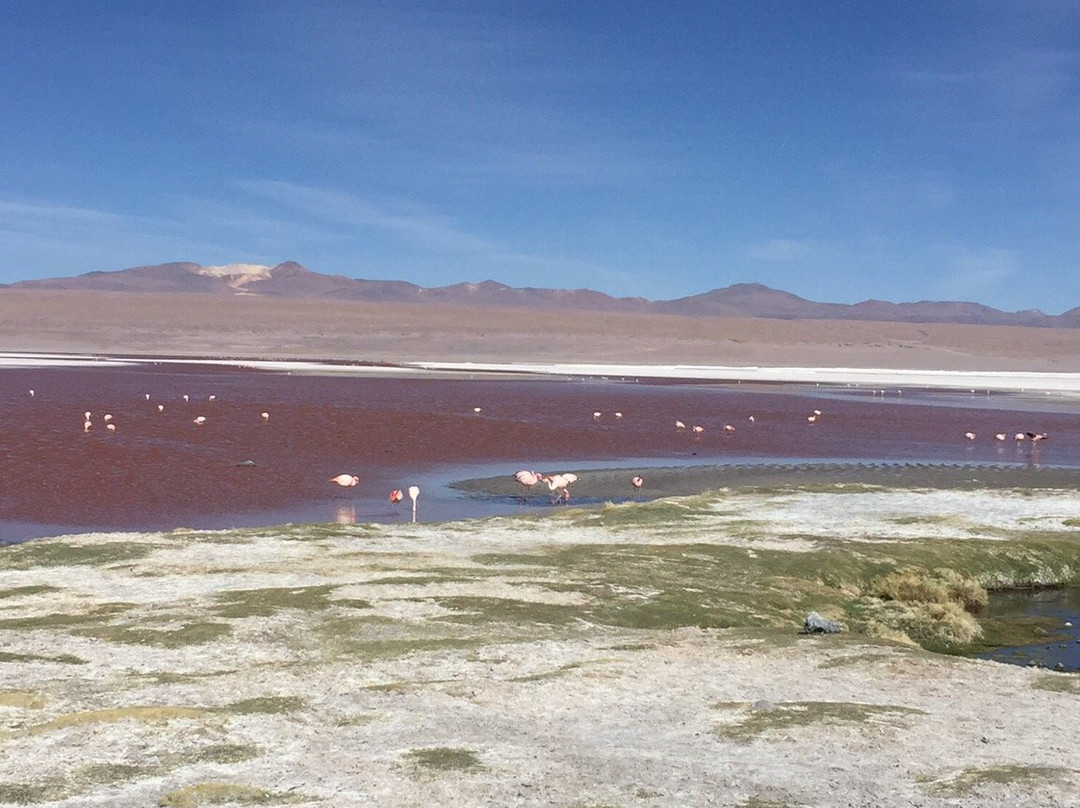 Laguna Colorada景点图片