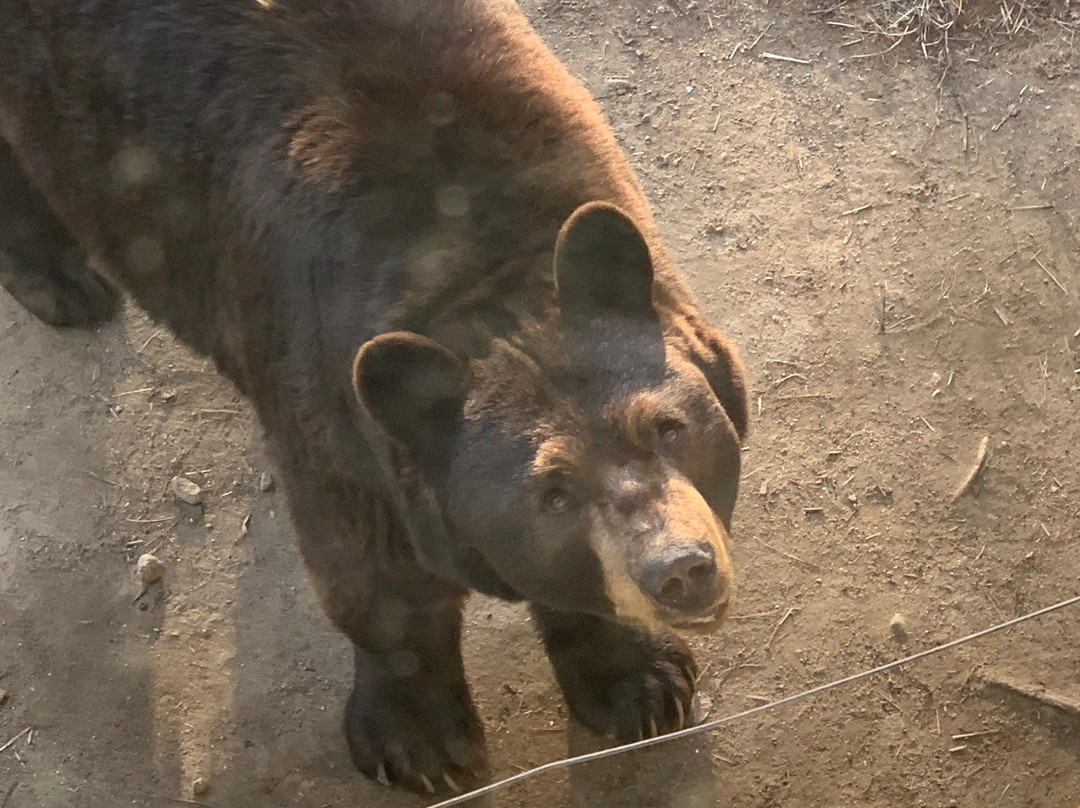 Maine Wildlife Park景点图片