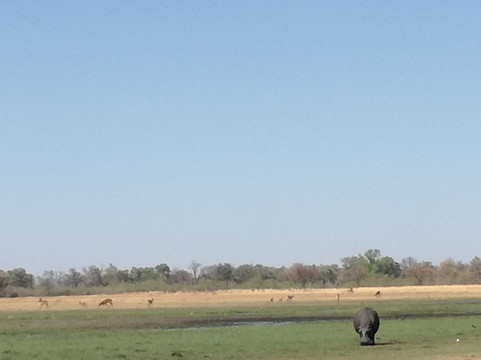 Magotho Camp (Khwai Development Trust)主图