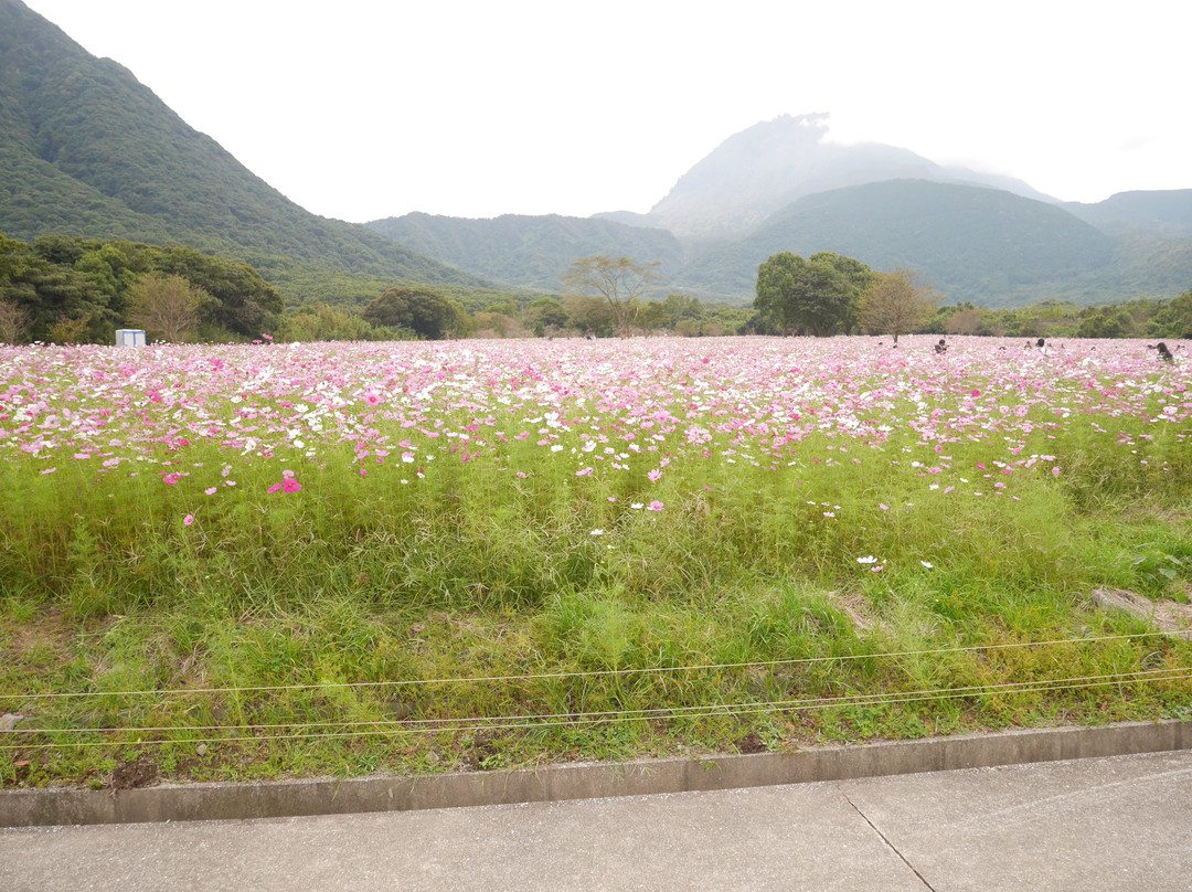 Shimabara Hibaruyamahana Park-岛原市必去景点