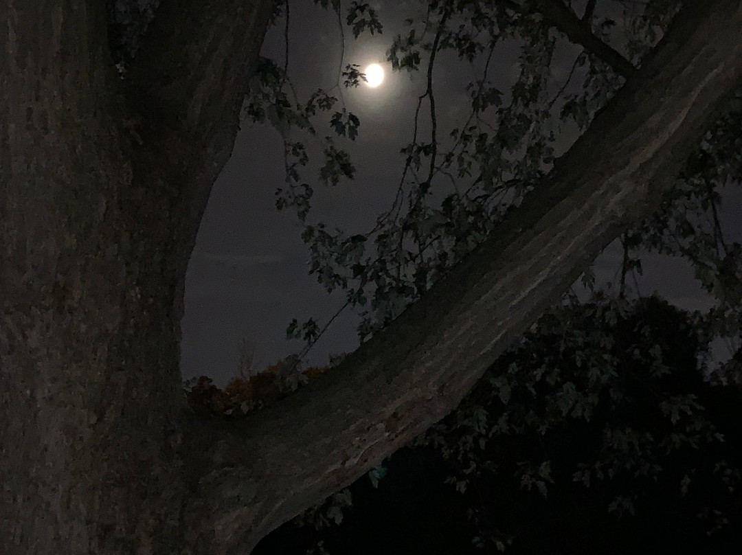 Haunted Walk of Toronto-多伦多必去景点