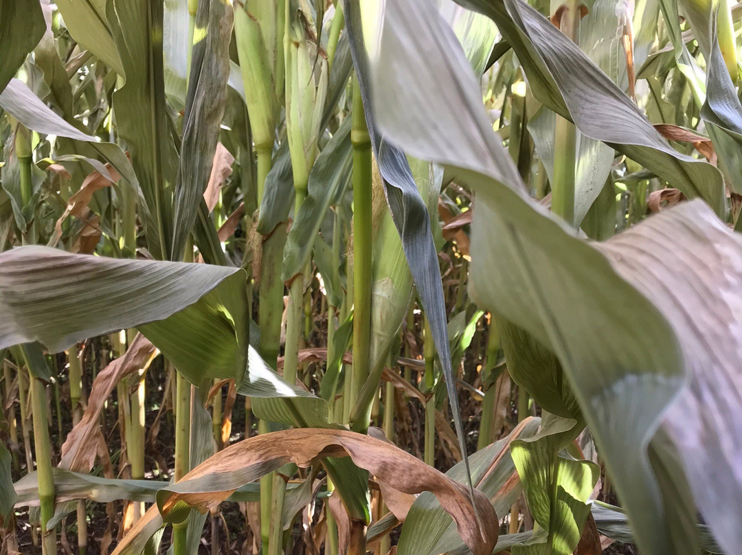 Coastal Black Estate Winery-黑溪必去景点