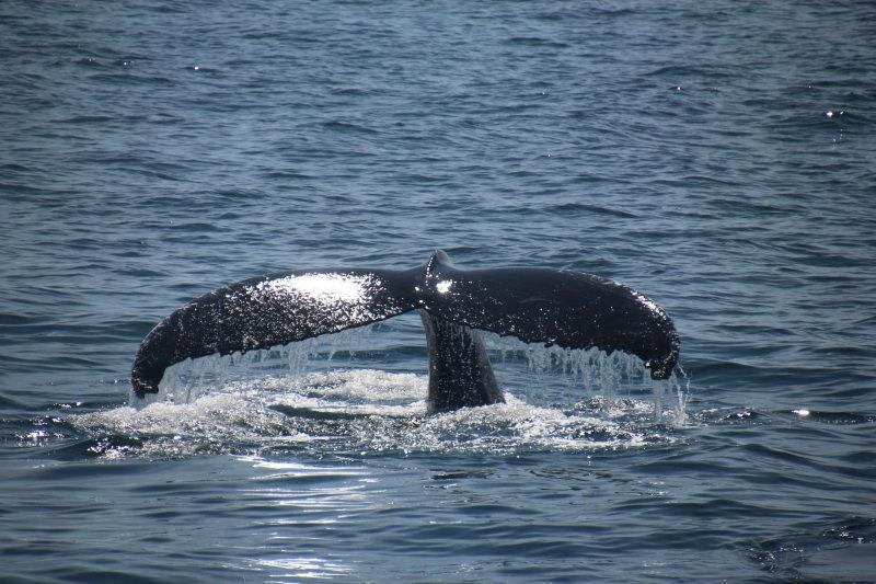 Petit Pasage Whale Watch景点图片
