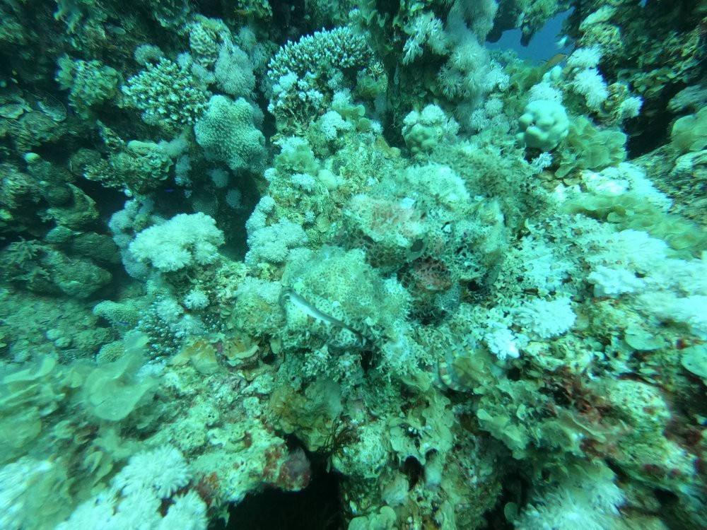 Coral Reefs景点图片